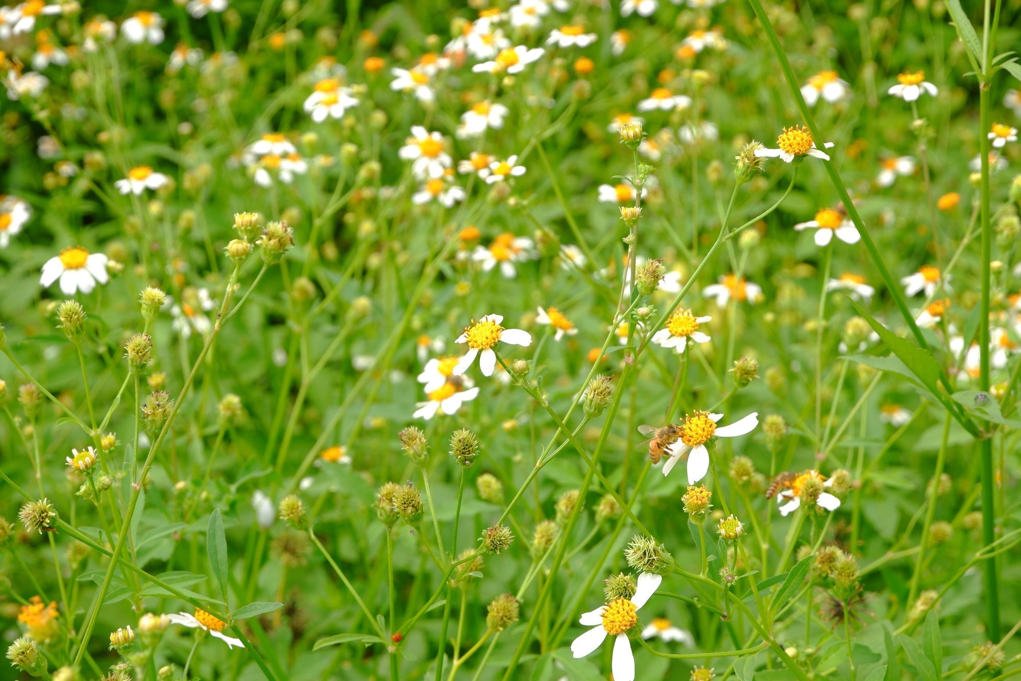 Mähfreier Mai vorbei: Rasen mähen nach dem No Mow May