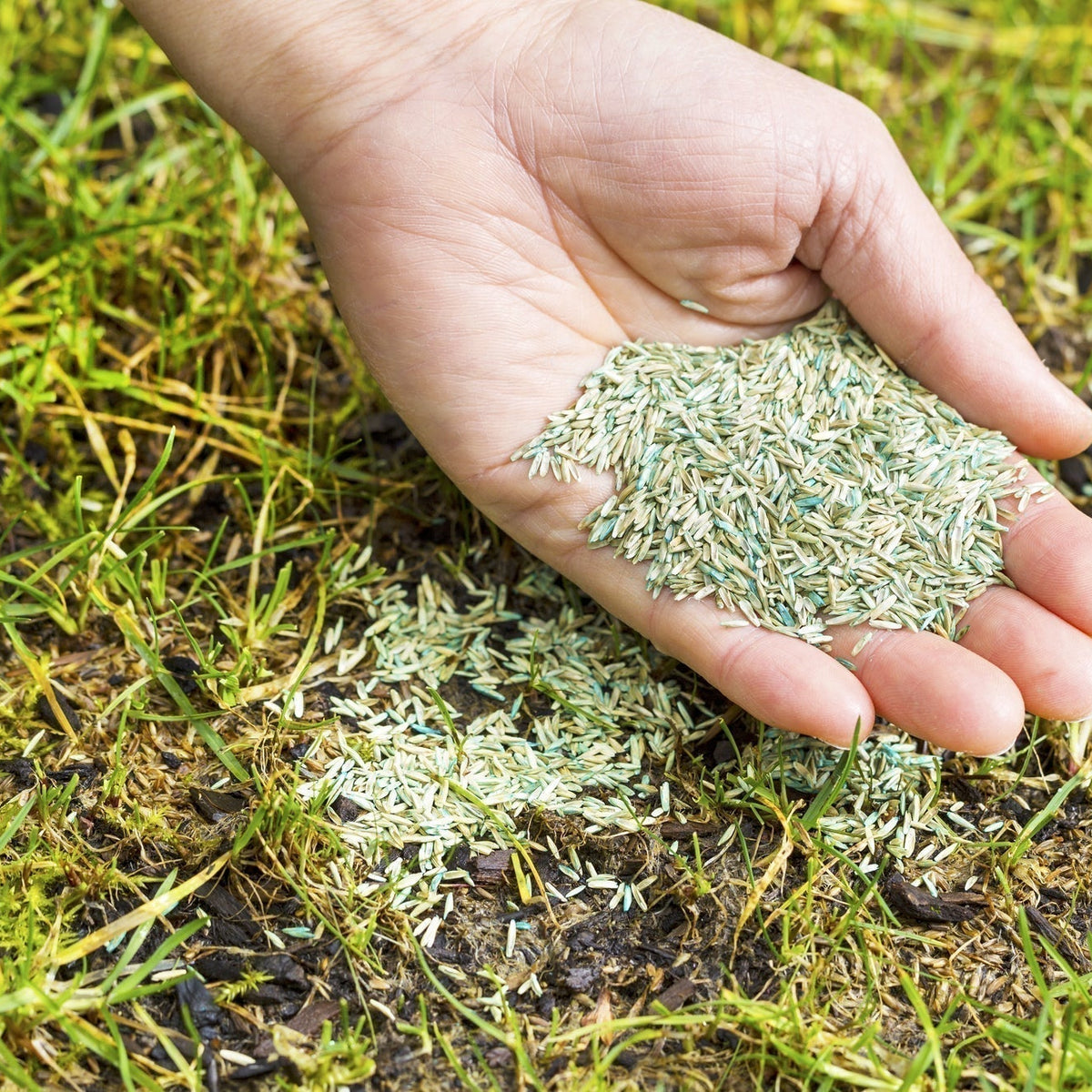 veganer bio dünger Purgrün Bio-Apfelbaum-Dünger 1 kg