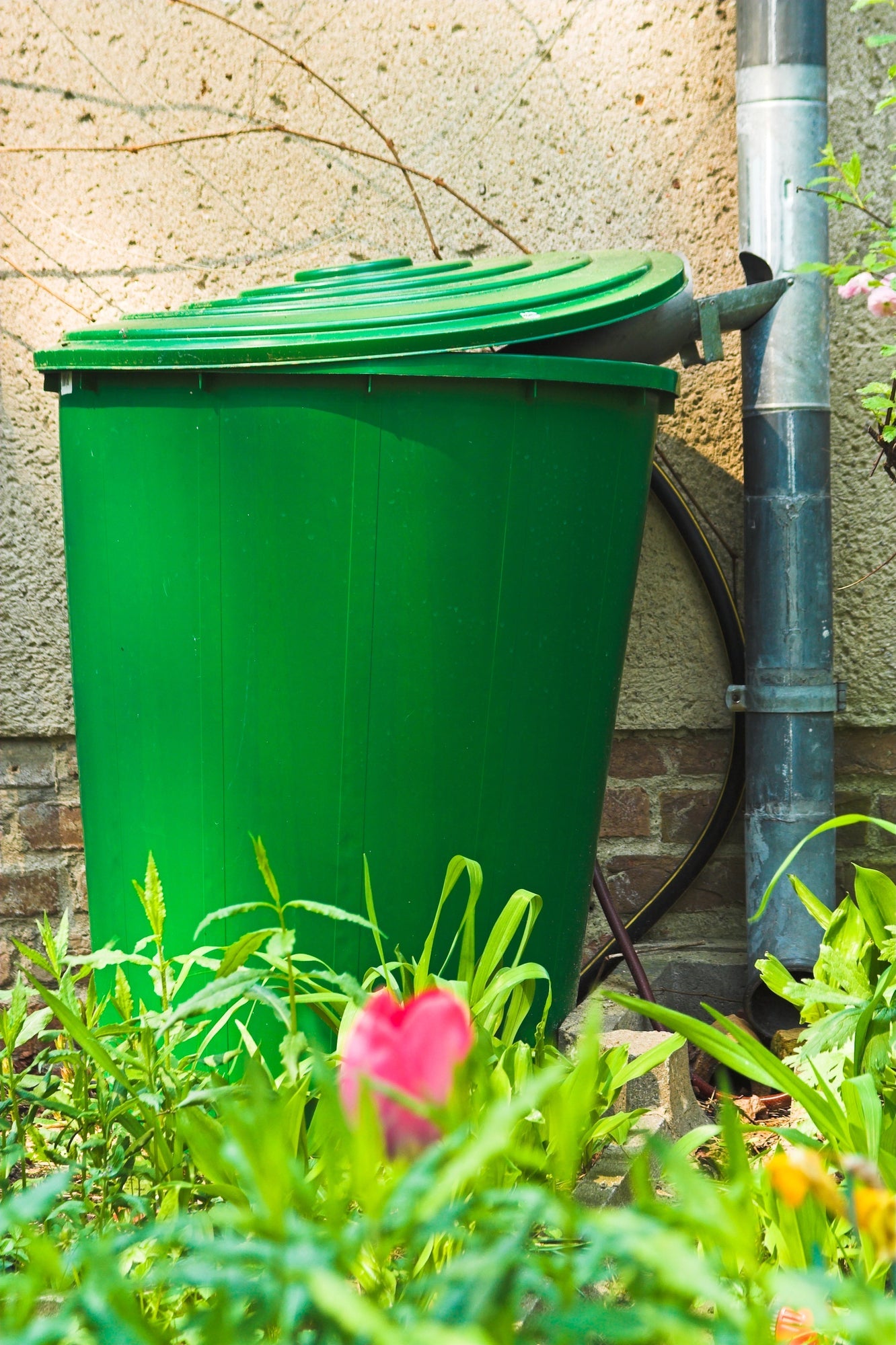 Regenwassernutzung im Garten: Effizient Wasser sammeln und nutzen