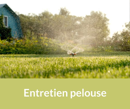 Entretien pelouse