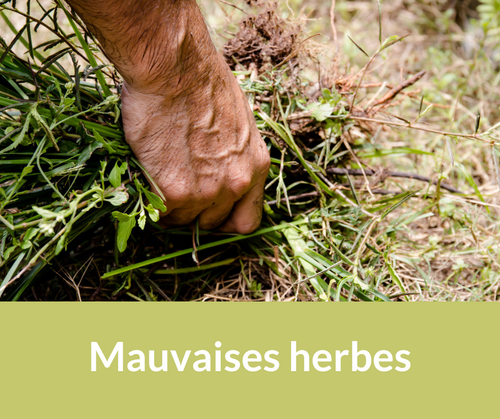 Mauvaises herbes